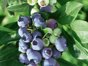 Heidelbeeren