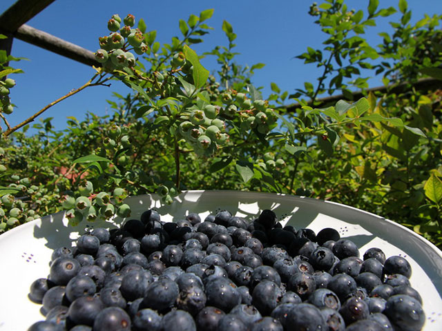 – die so wird Heidelbeeren ertragreich Biogärtner Ernte -