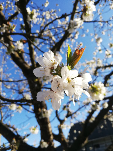 Siegerbild "My home is my garden" - Marianne H.