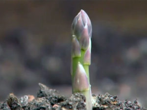 Spargel