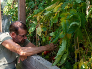 Tomaten pflegen (Bild: Cadmos/Christoph Böhler)