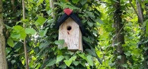 Vogelhaus, Nistkasten
