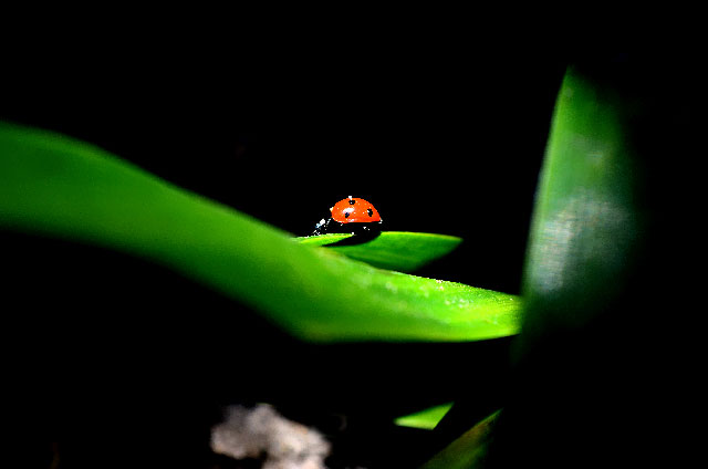 Siegerbild "My home is my garden" - Wolfgang F.