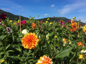 Dahlien