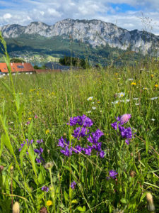Blumenwiese