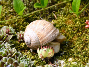 Die Weinbergschnecke - ein Nützling