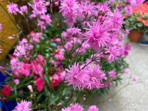 Lychnis (Lichtnelke)