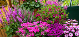 Pink ist in