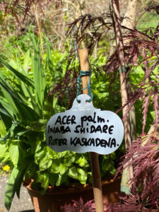 Acer inaba shidare (Roter Kaskadenahorn)