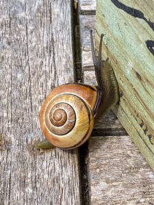 Schnirkelschnecke