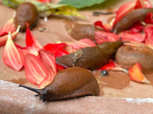 Spanische Wegschnecke