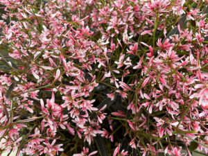 Zauberschnee in Pink