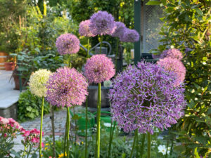 Allium (Zierlauch)