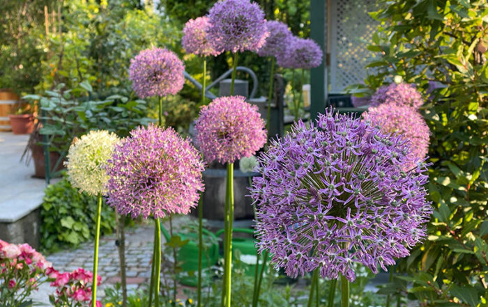 Allium (Zierlauch)