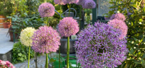 Allium (Zierlauch)