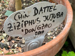 Chinesische Dattel
