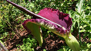 Gemeiner Aronstab, Drachenwurz, Arum Dracunculus