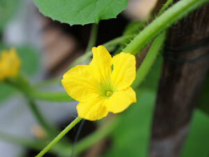 Melonenblüte