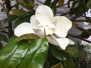 Mittelmeermagnolie (Magnolia grandiflora)