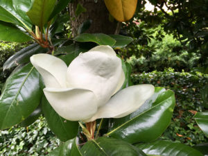 Mittelmeermagnolie (Magnolia grandiflora)