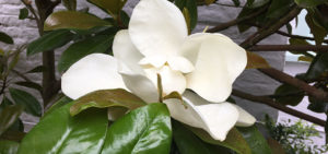 Mittelmeermagnolie (Magnolia grandiflora)