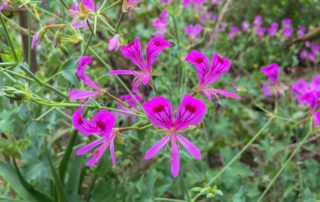 Pelargonie