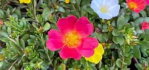 Portulakröschen