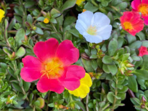 Portulakröschen