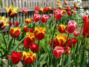 Tulpen