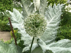 Weißer Garten