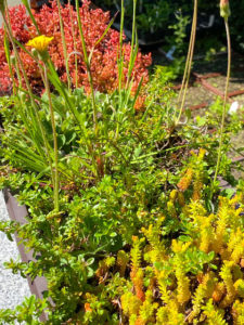 Wildblumenkisterl
