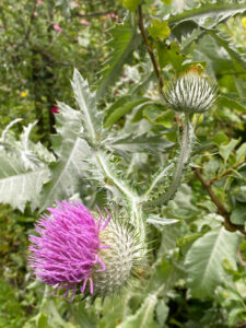 Eselsdistel