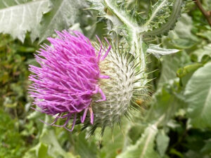 Eselsdistel