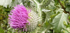Eselsdistel
