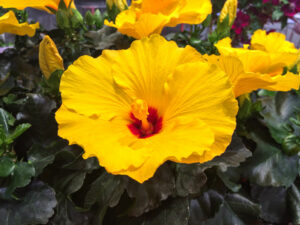 Hibiskus