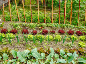 "Natur im Garten" (Bild: ORF/Heribert Fuchs)