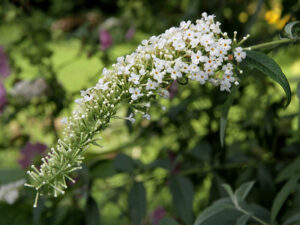 Sommerflieder