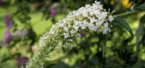 Sommerflieder