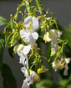 Springkraut