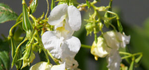 Springkraut