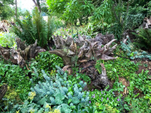 Wurzelstockgarten