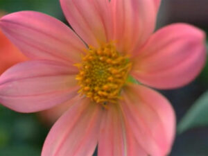 „Melody Allegro“