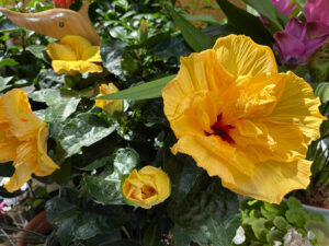 Hibiskus