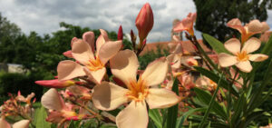 Oleander