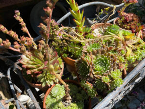 Sempervivum