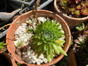 Sempervivum