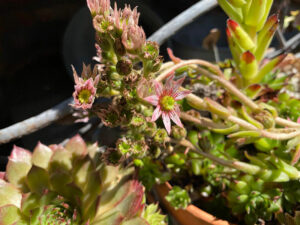 Sempervivum