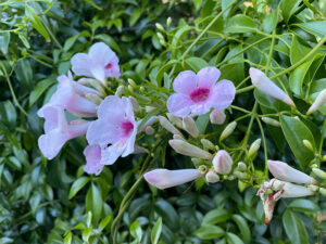 Australischer Jasmin