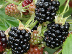 Brombeeren