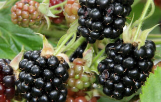 Brombeeren